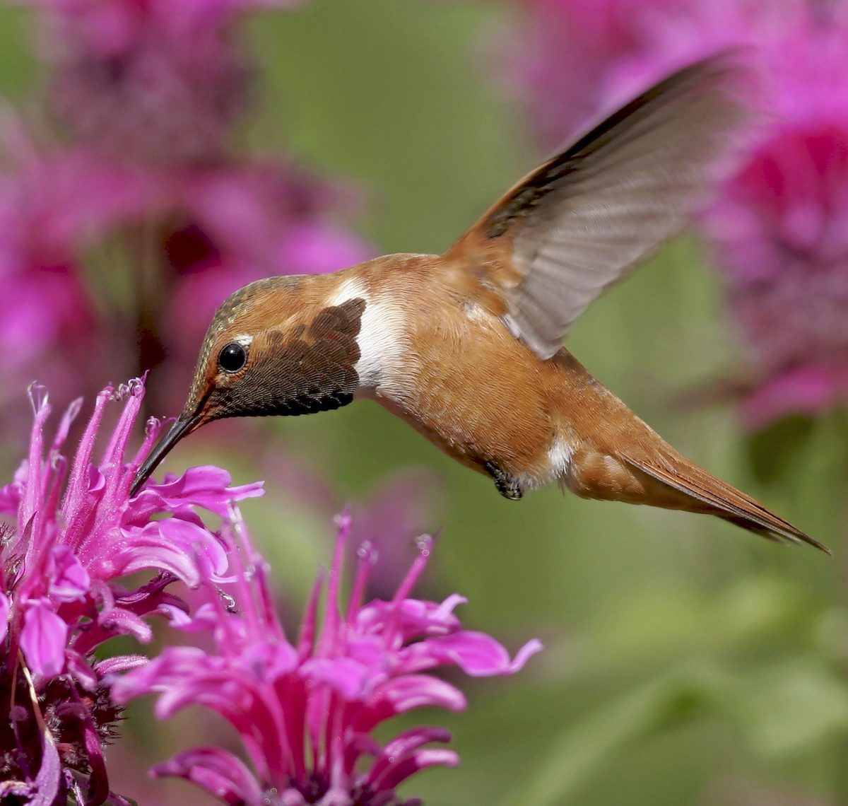 The Top 10 Hummingbird Wildflowers to Grow