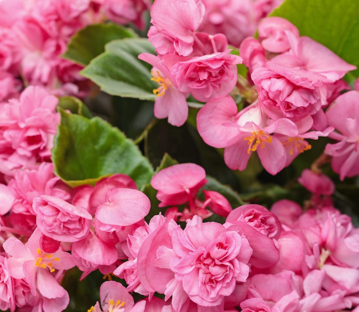 Begonia Care: What You Need to Know