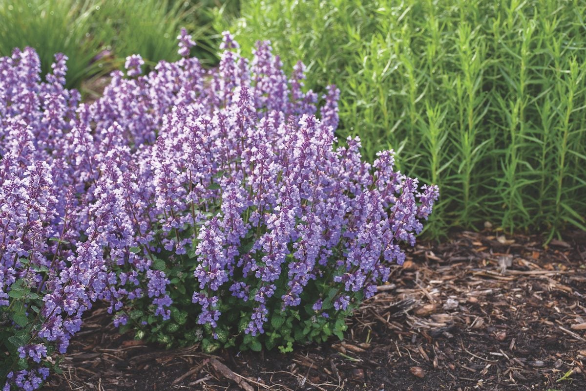Will a Catmint Plant Attract Cats to the Garden?