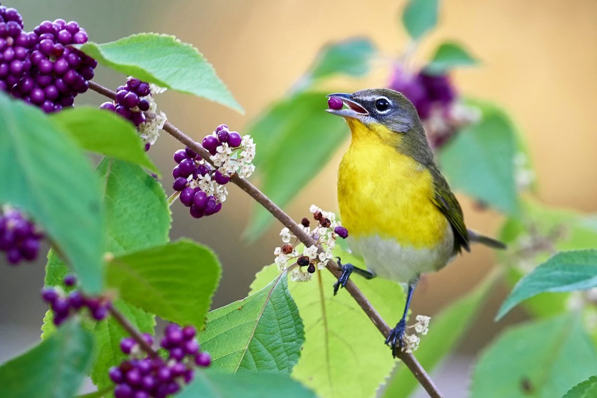 14 Ways to Create a Bird-Friendly Garden and Yard