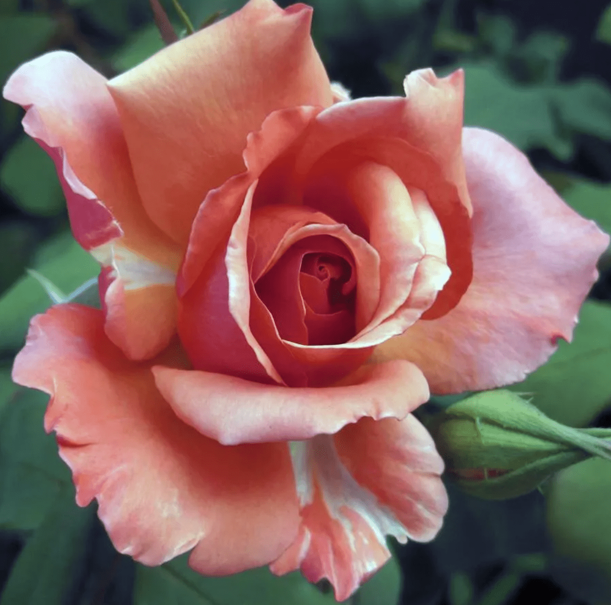 Admire the Many Colors of a Tuscan Sun Rose