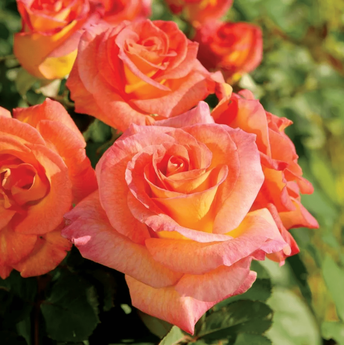 Do Roses Need Full Sun or Shade to Grow Best?