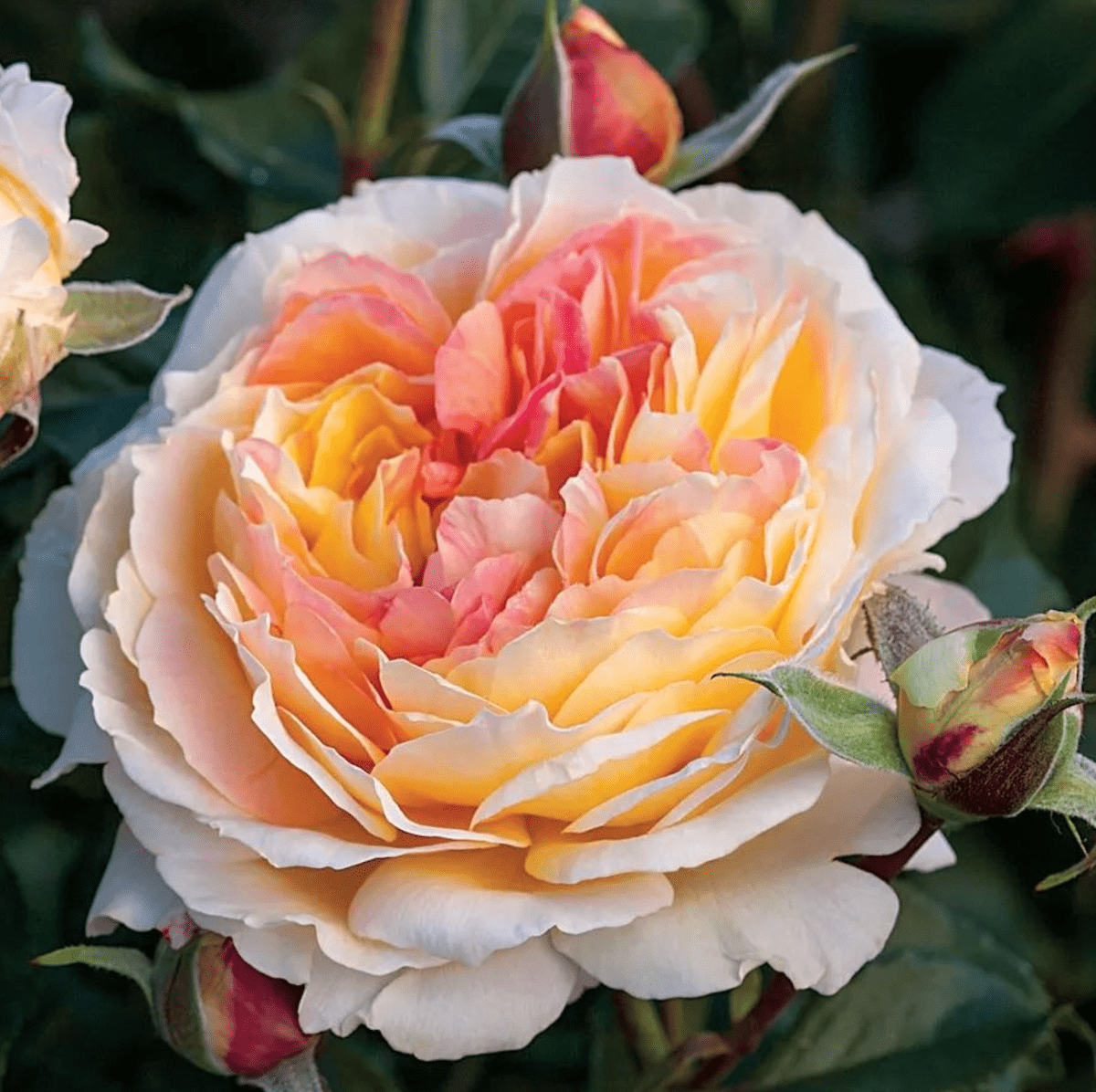 Floribunda Rose vs Grandiflora Rose: What's the Difference?