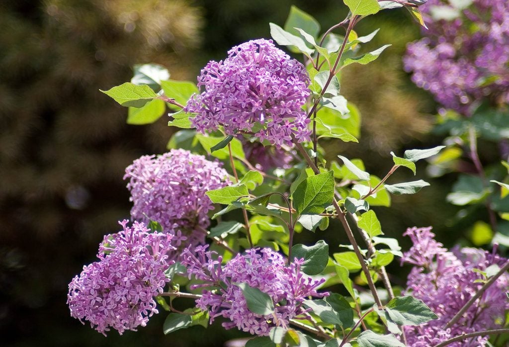 Lilac Bush Not Blooming? Here's What to Do