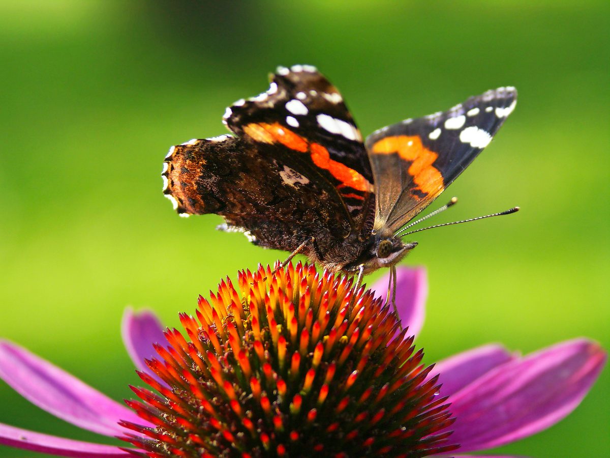 Transform Your Yard Into a Butterfly Migration Hotspot