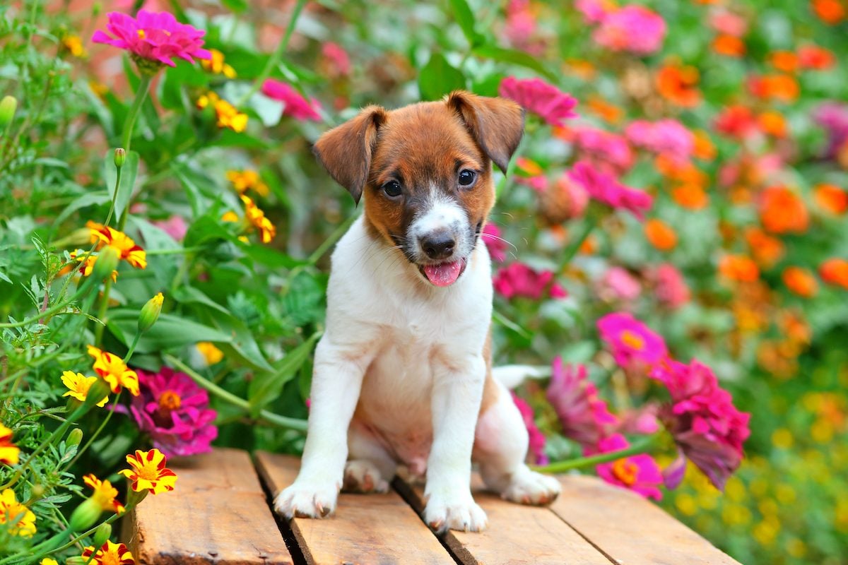 The Ultimate Guide to a Dog Friendly Backyard