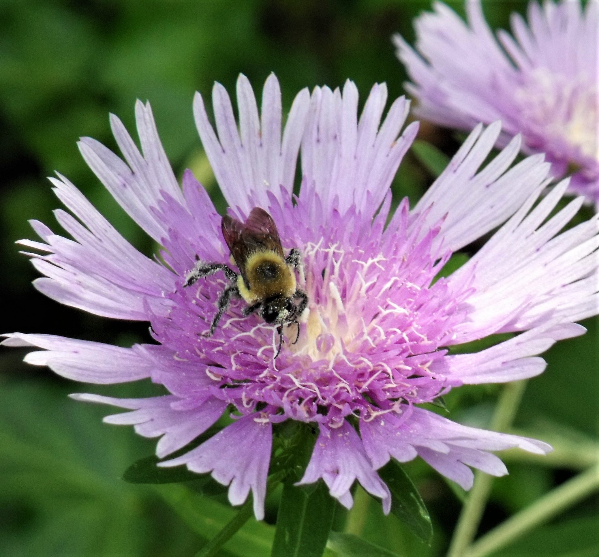 Attract Butterflies With Native Stokes' Aster