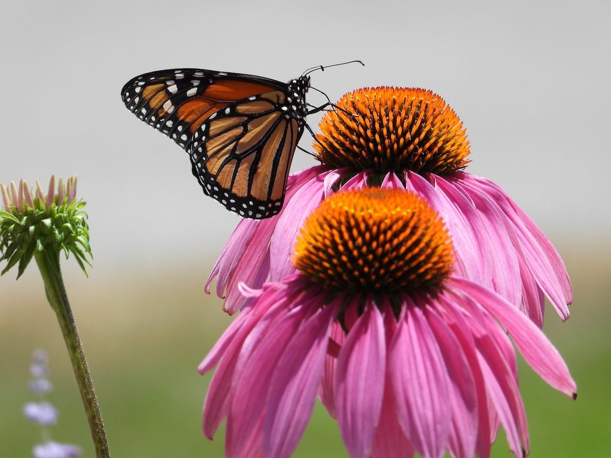 Keep Your Perennial Coneflowers Coming Back Year After Year