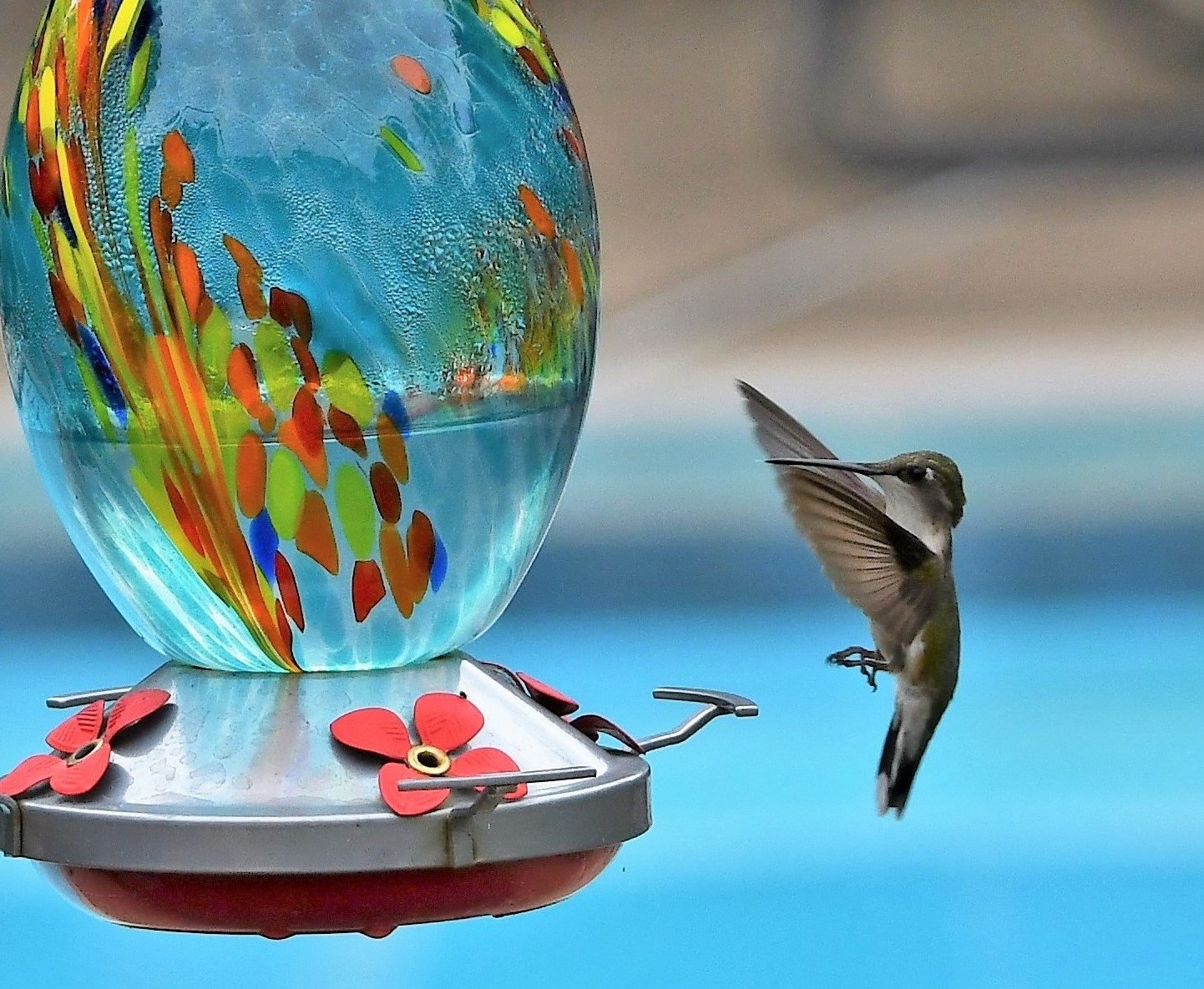 Is Salt Softened Water Dangerous for Hummingbird Food?
