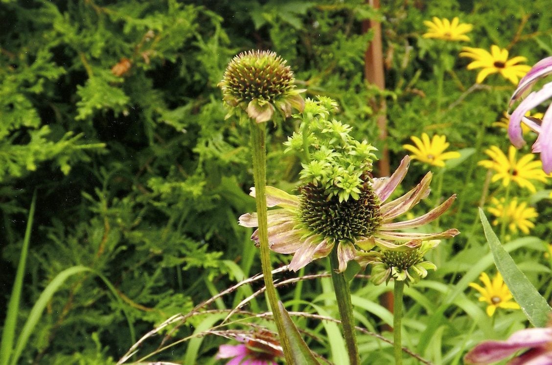 Aster Yellows Disease and Other Coneflower Problems