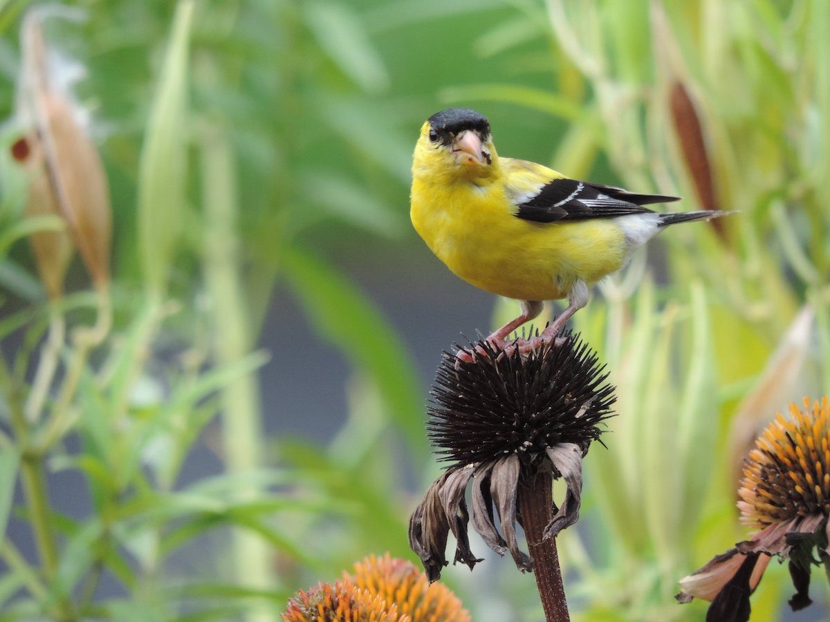 How to Grow Coneflower Seeds in Your Garden - Birds and Blooms