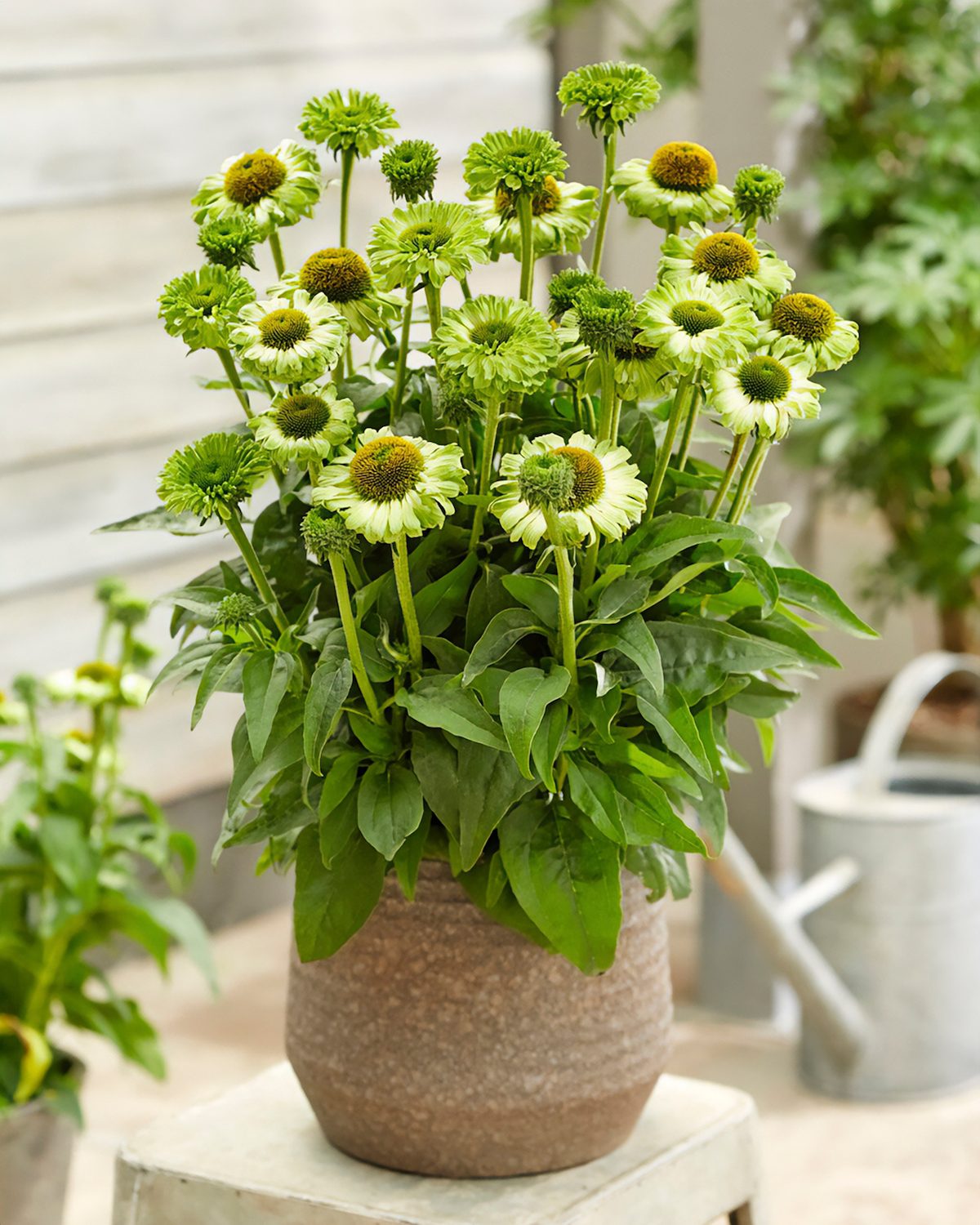 Ball Echinacea Sunseekers Apple Green Container Container