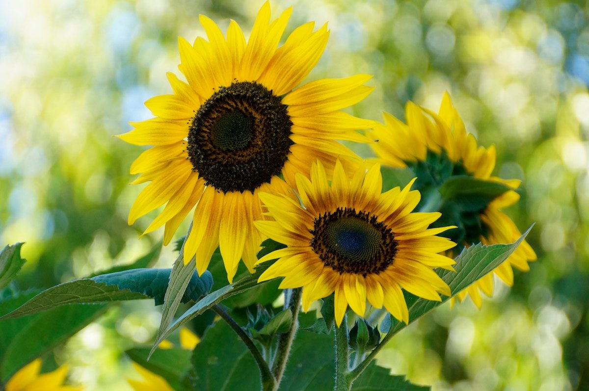 30 Sunflower Pictures That Radiate Beauty