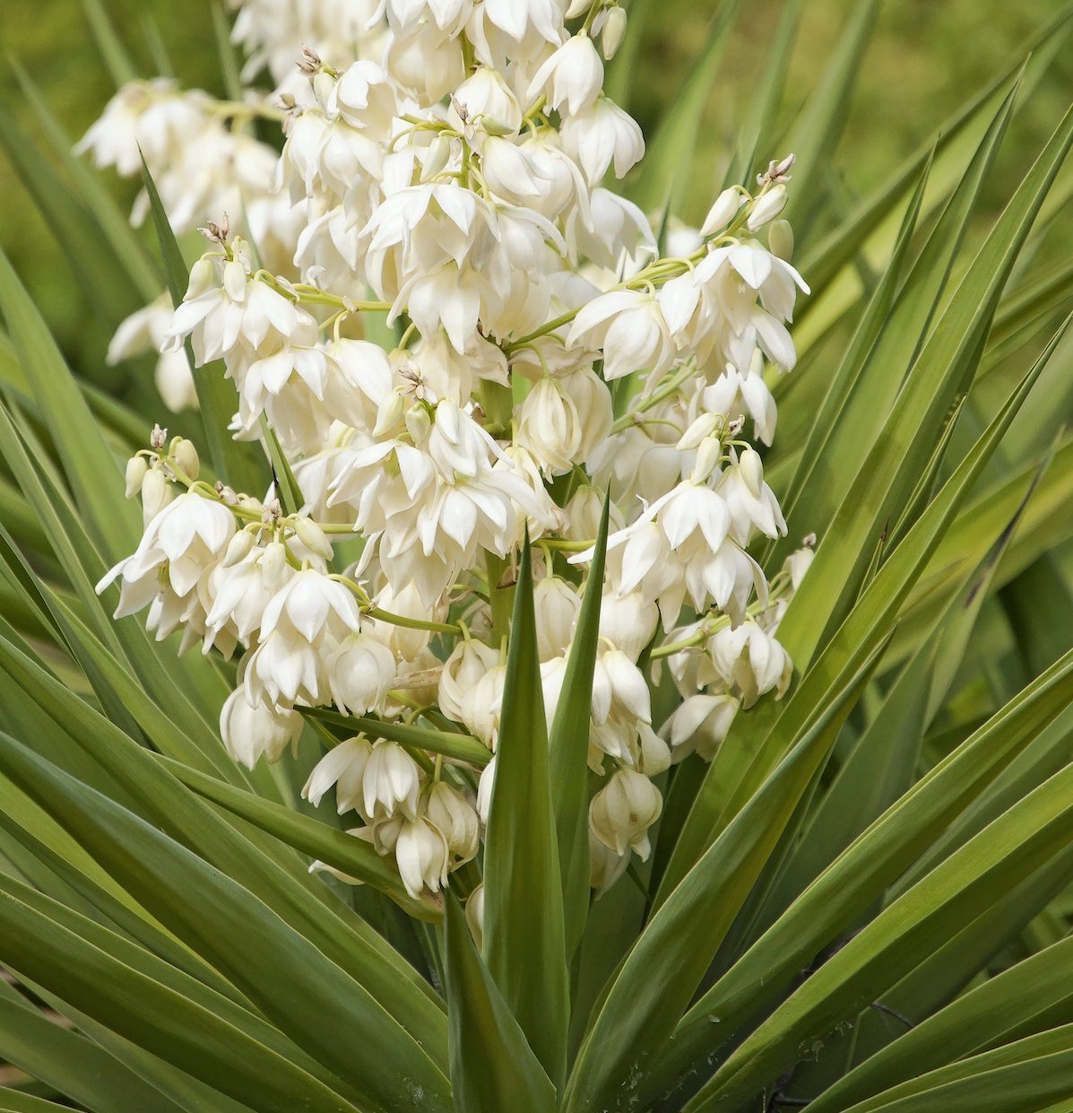 Yucca Plant Care and Growing Tips