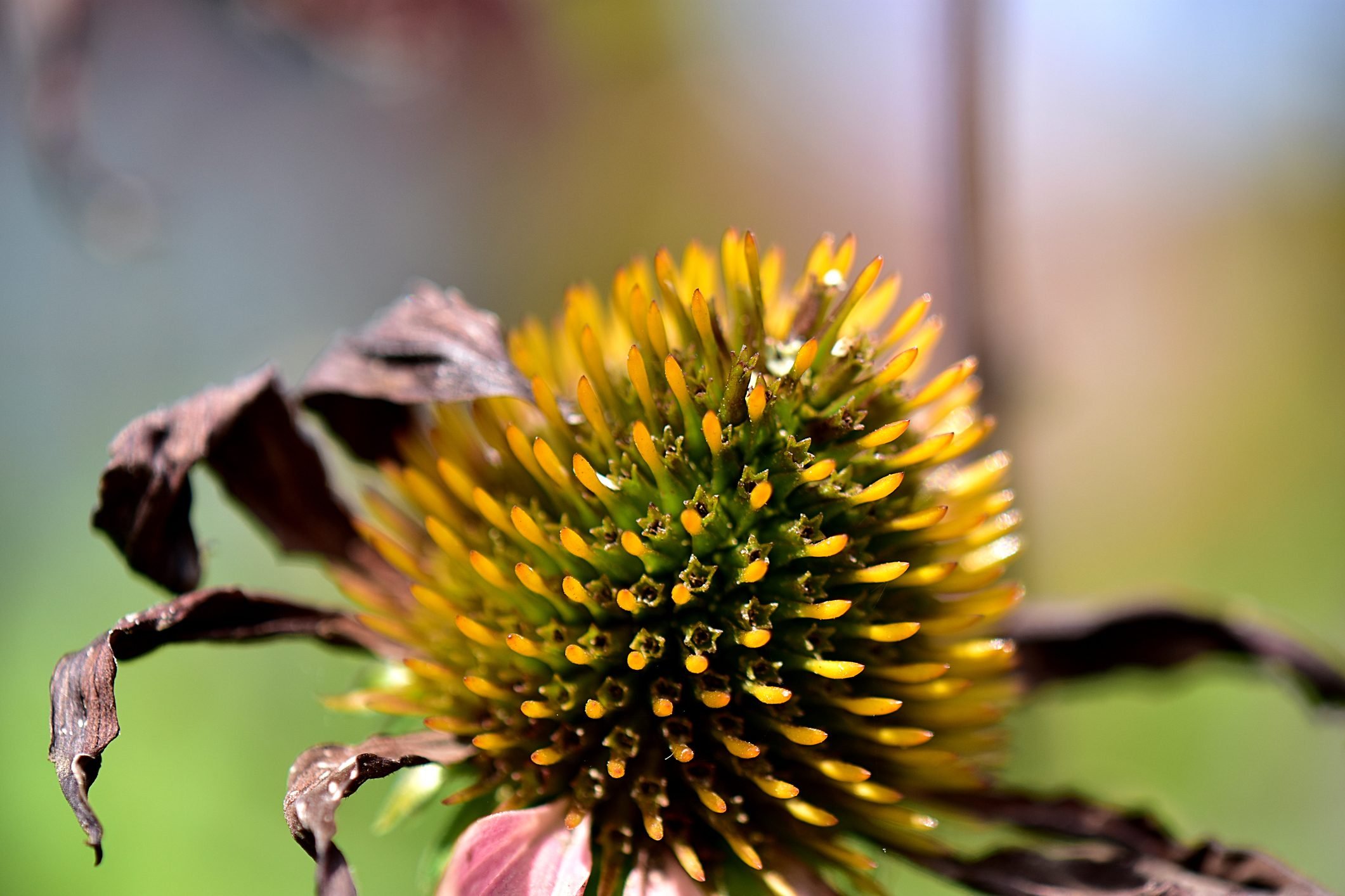 How to Grow Coneflowers From Seeds