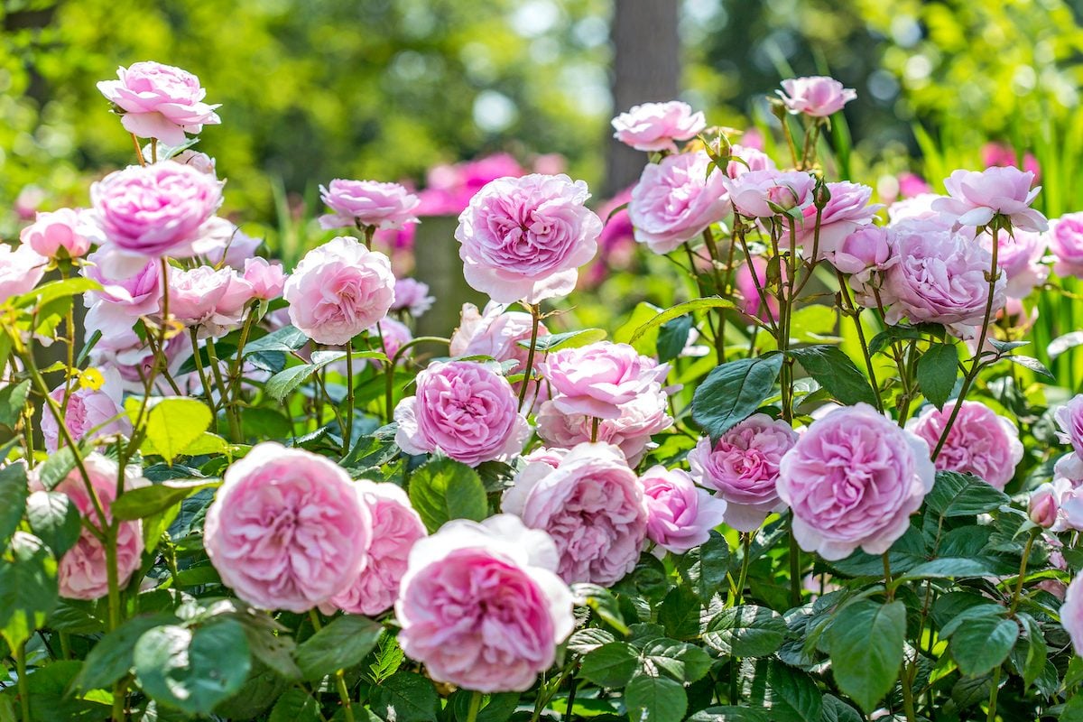 Top 10 Fragrant Roses to Perfume Your Garden