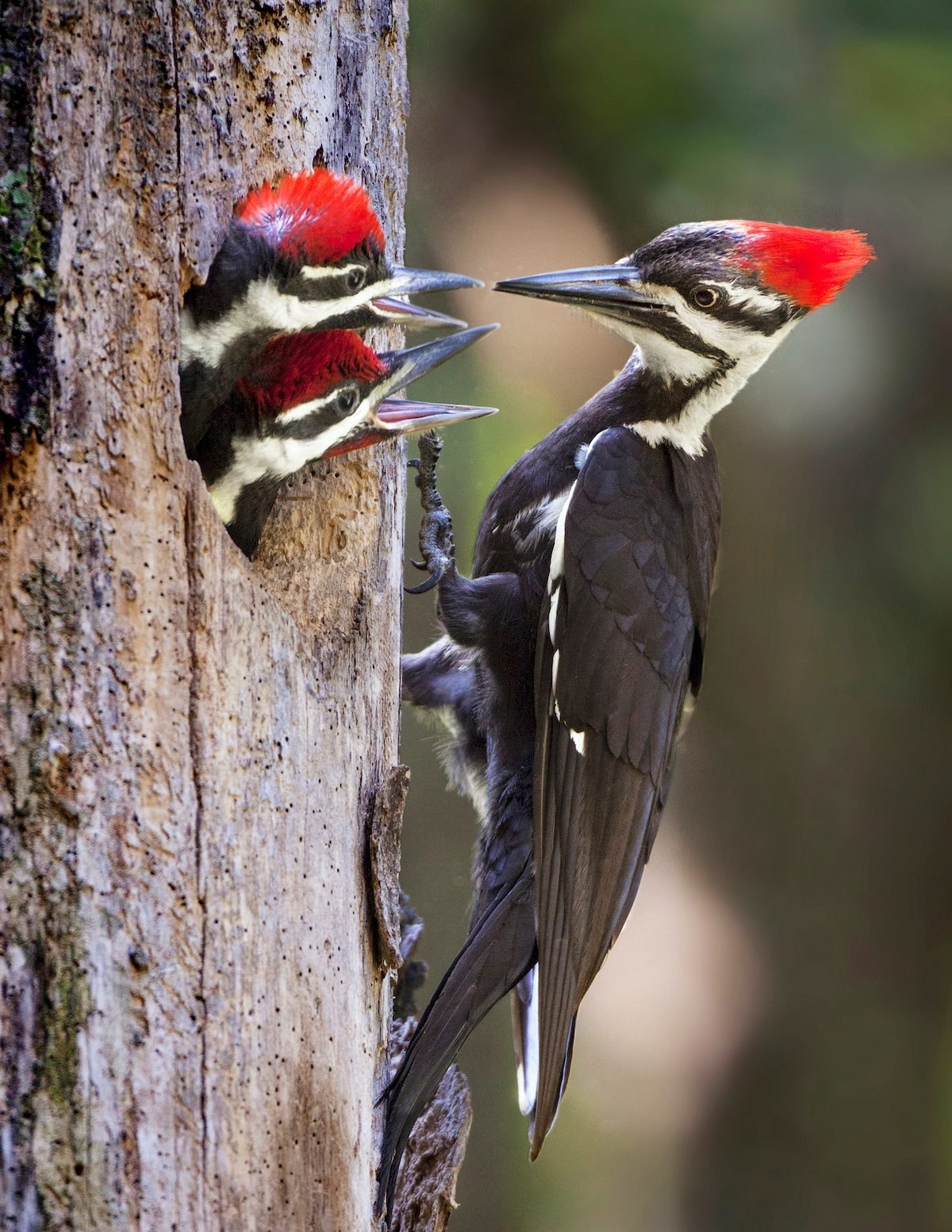 Birds in Swamps: Where Woods Meet Water
