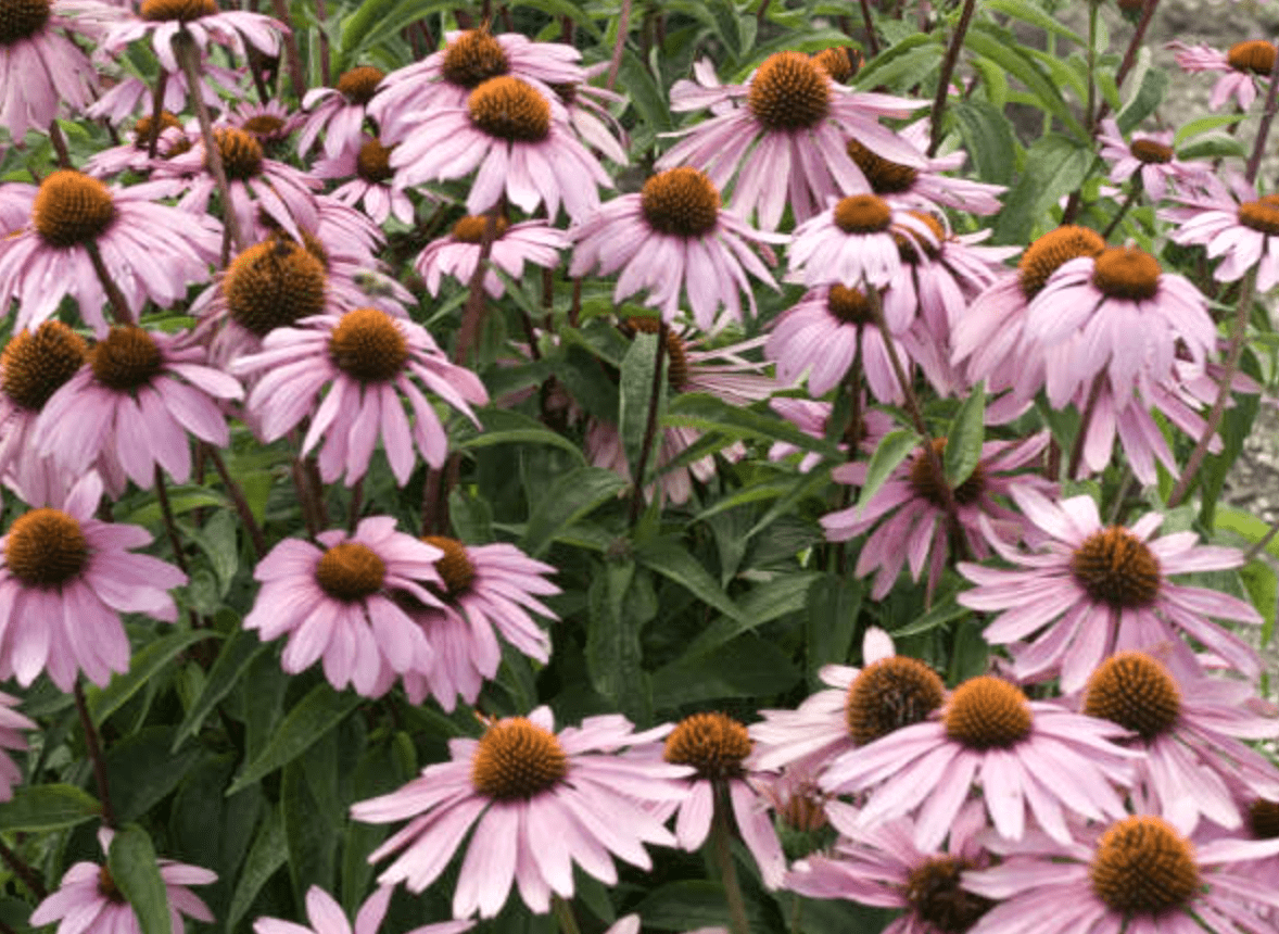 The 11 Best Coneflower Plants to Grow - Birds and Blooms