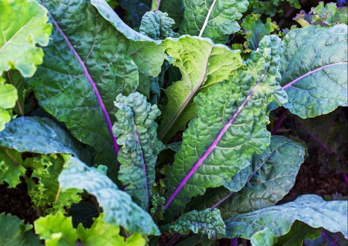 Cool Weather Vegetables to Grow in Fall