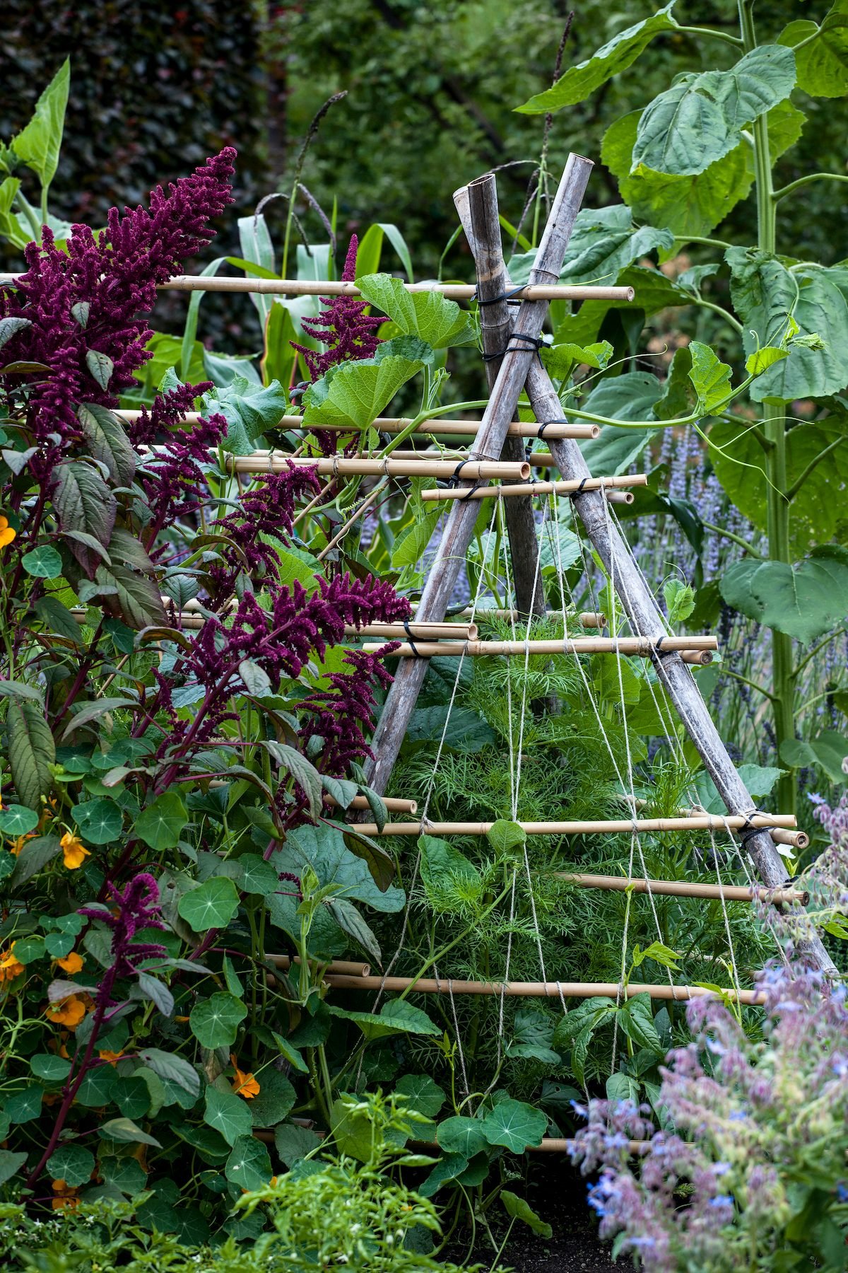 Grow a Vertical Vegetable Garden to Save Space