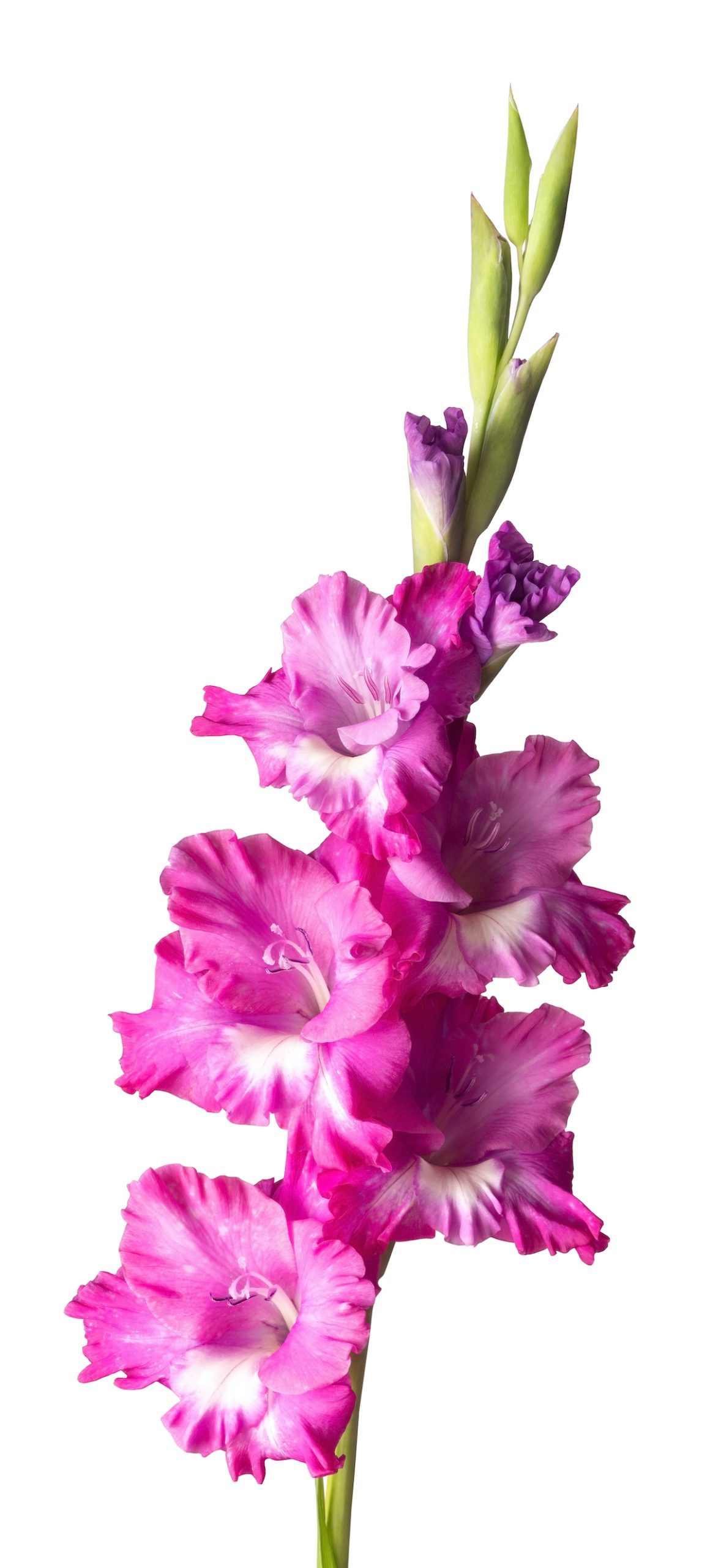 Lush,inflorescence,of,pink,gladiolus,isolated,on,white.,beautiful,summer