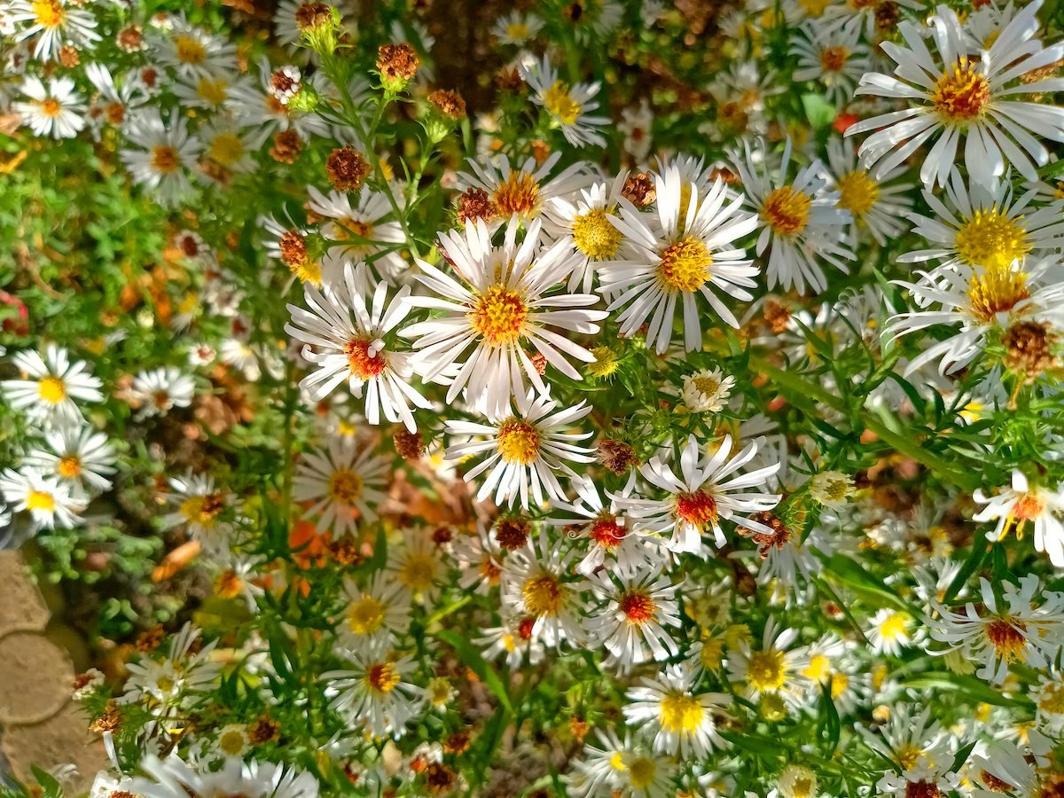 How to Grow and Care for Heath Aster Plants