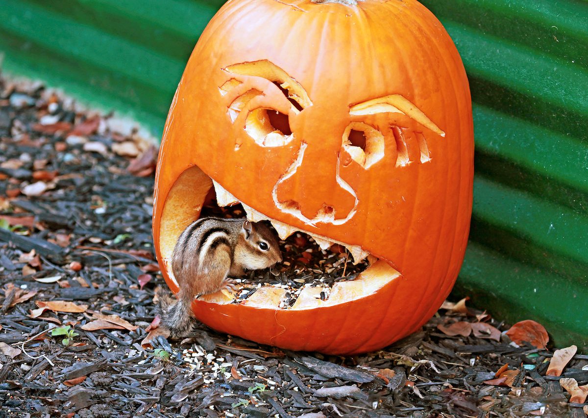 How to Recycle Pumpkins for Birds and Wildlife - Birds and Blooms