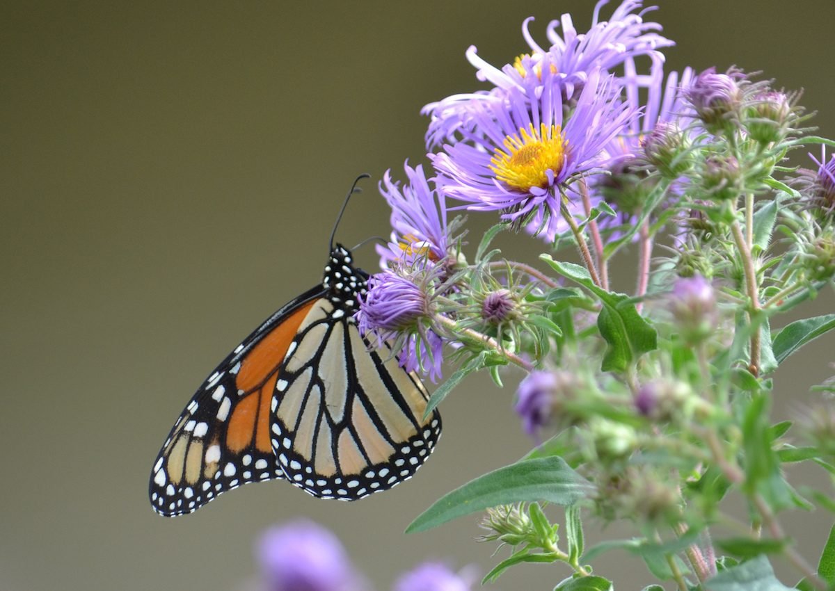 New England Aster Care and Growing Tips