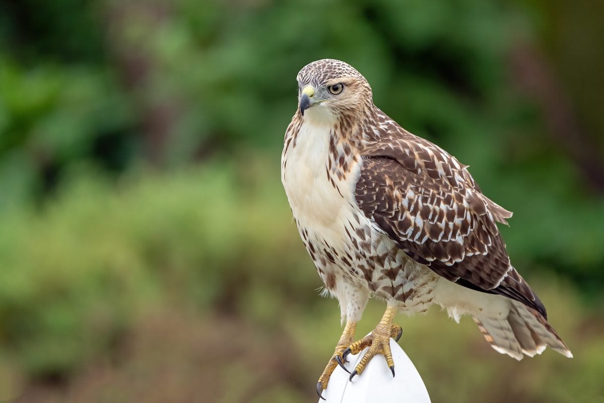 25 Simply Stunning Pictures of Hawks