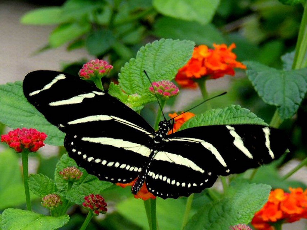 How to Identify a Zebra Longwing Butterfly