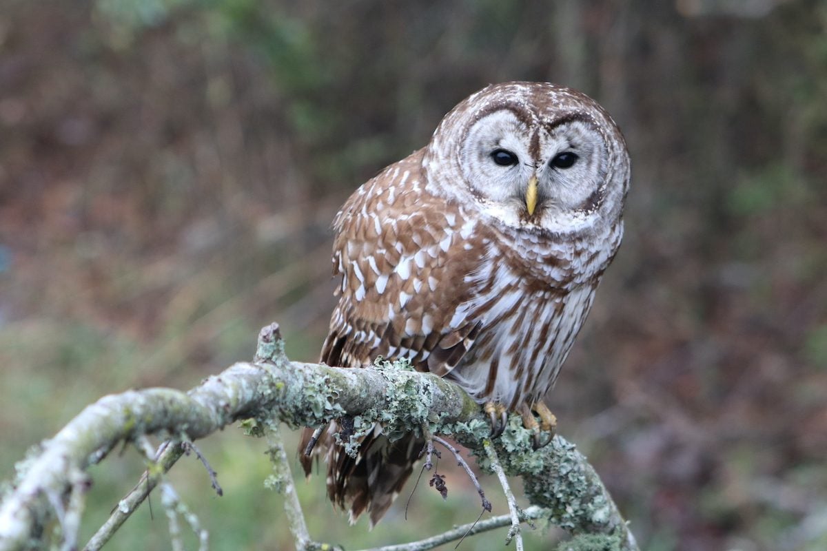 Do Owl Sightings Have Special Meaning?