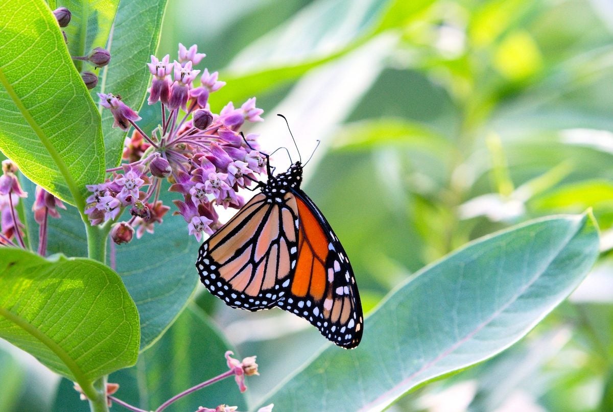 milkweed full sun