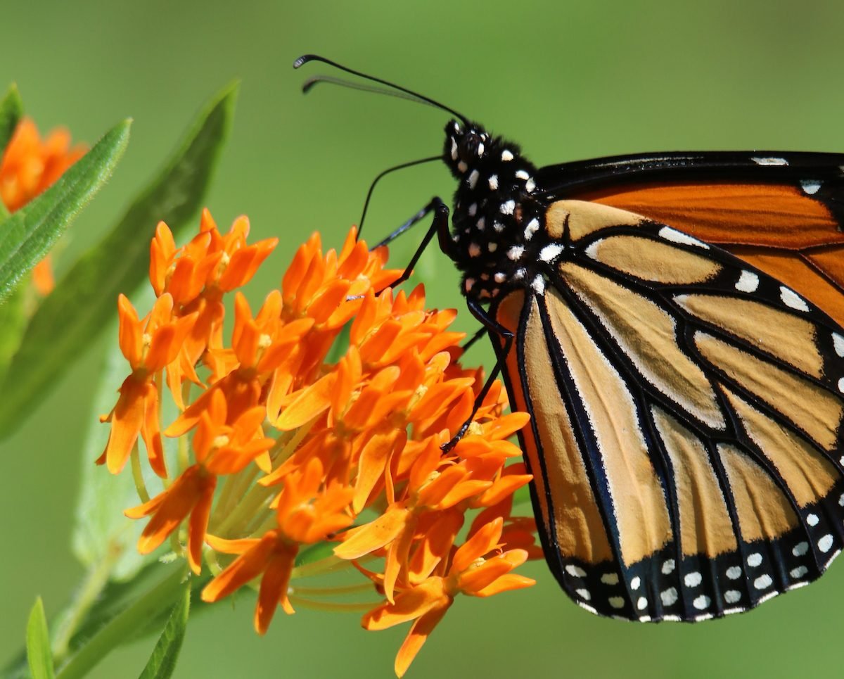 Grow Native Butterfly Weed for Monarchs