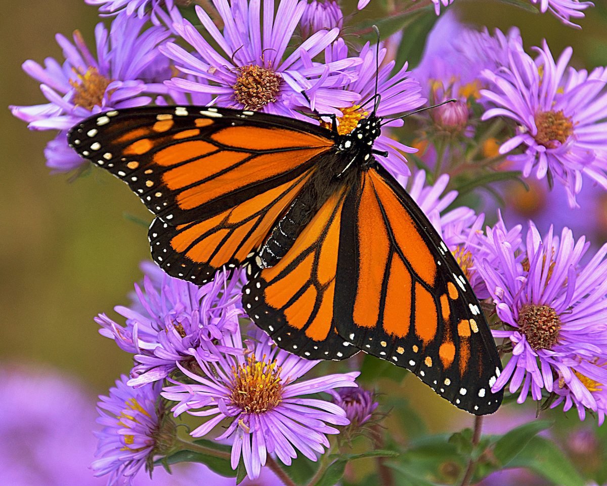 Grow Aster Flowers to Attract Butterflies in Fall
