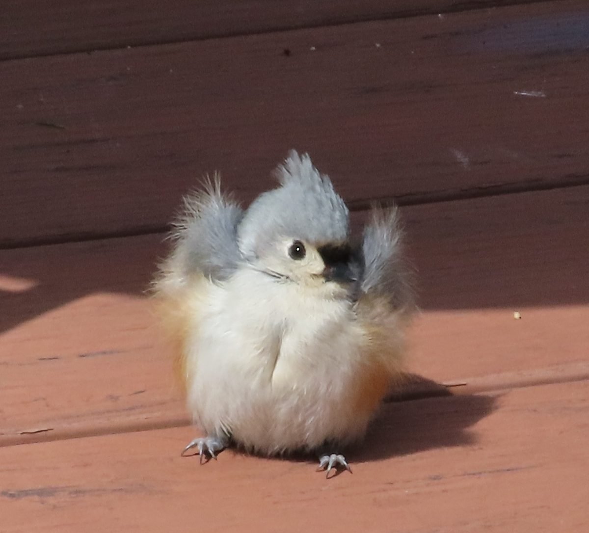 Cute Tufted Titmouse Bird Glass Tumbler
