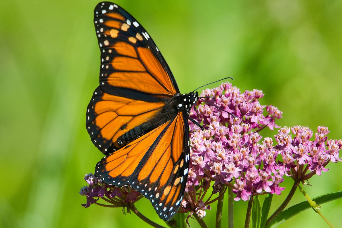 Does Milkweed Need Full Sun or Shade to Grow Best? - Birds and Blooms