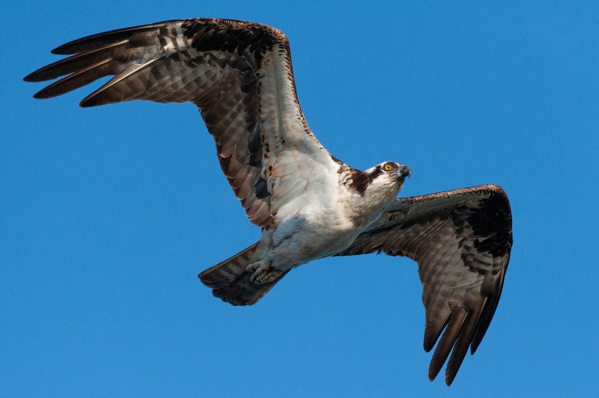 Meet the Osprey Bird: Sea Hawk of the Sky