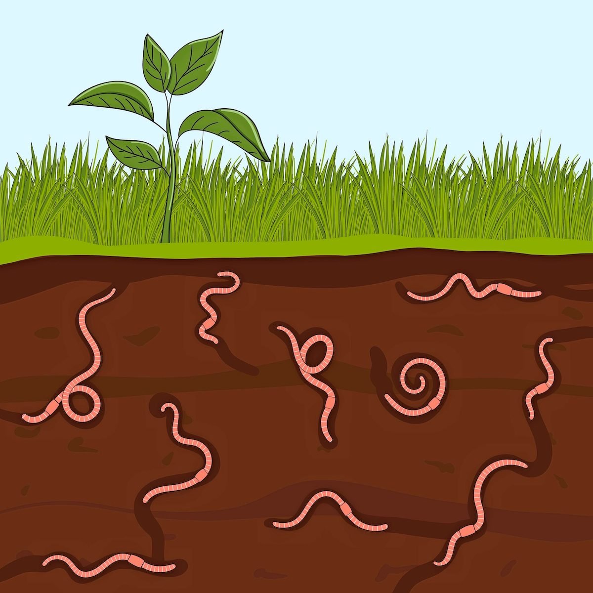 Under the Surface: 7 Earthworm Facts You Should Know