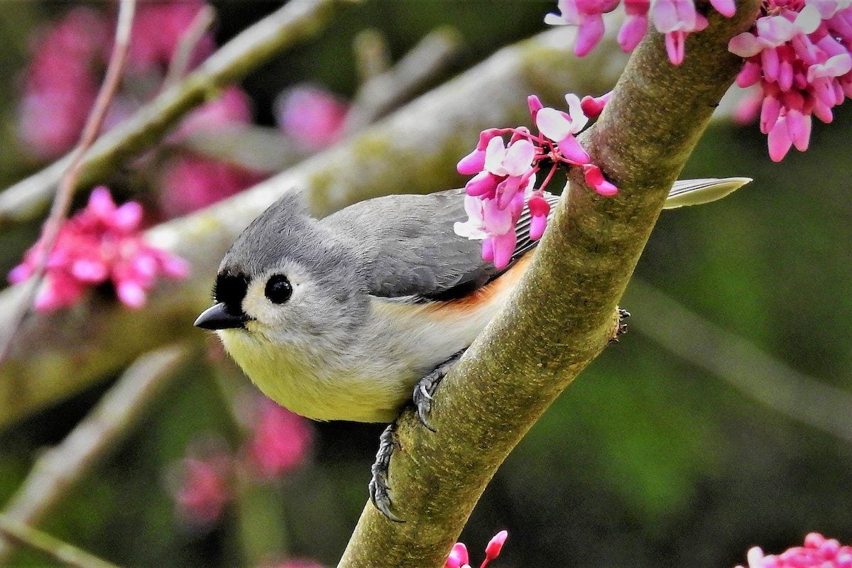 18 Totally Adorable Tufted Titmouse Bird Pictures