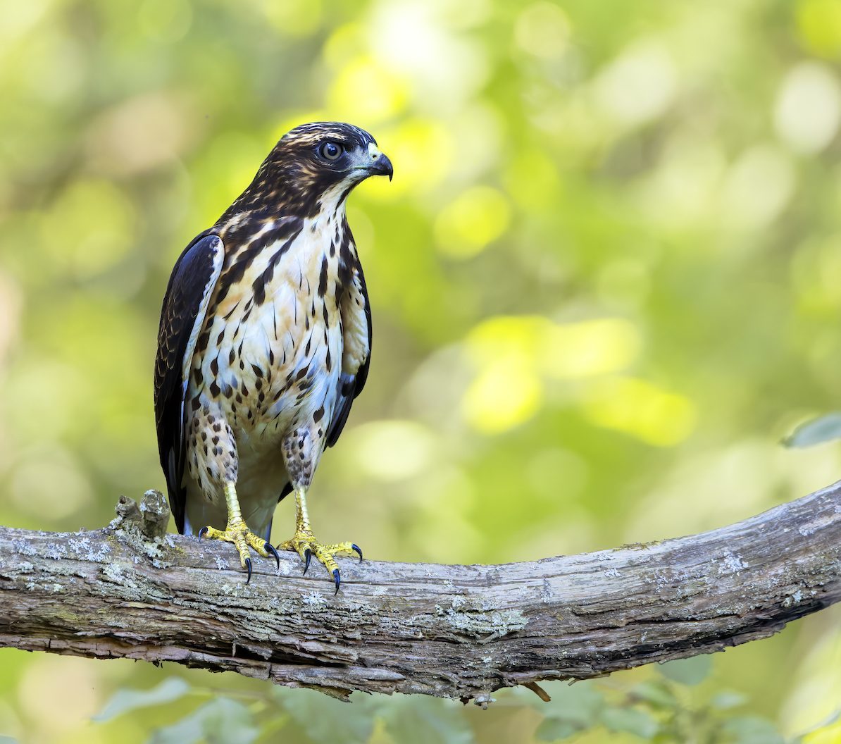 How to Identify a Broad-Winged Hawk - Birds and Blooms