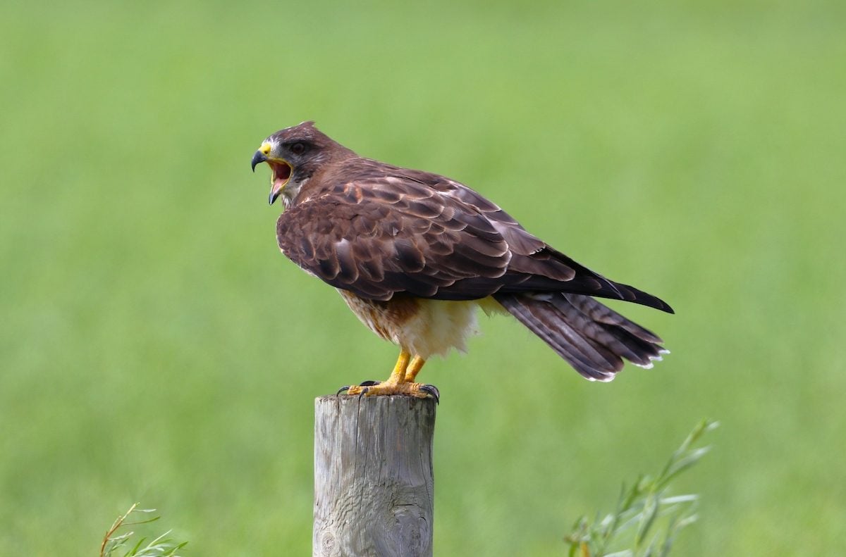 Look for Swainson's Hawks in the Summer Skies