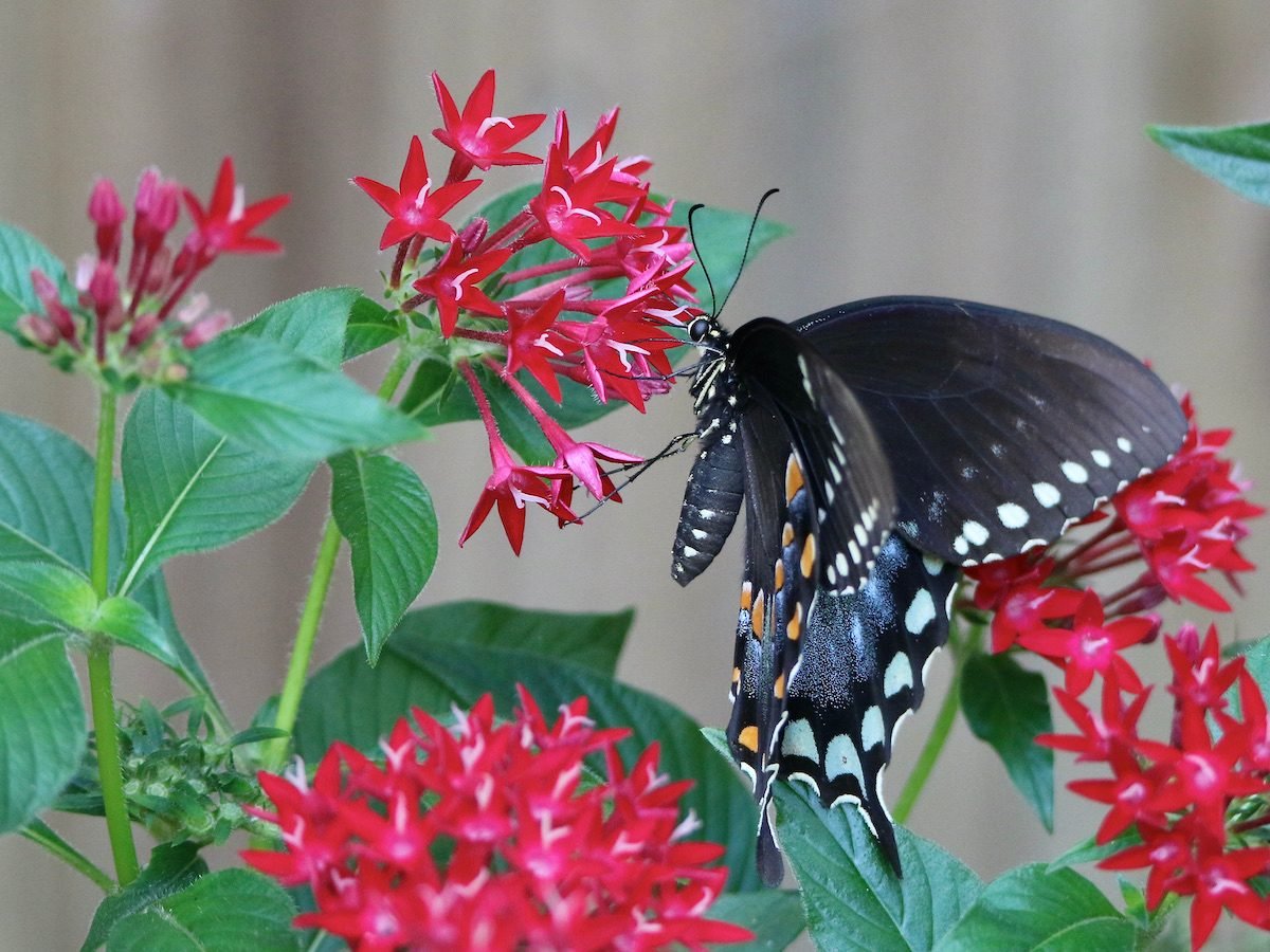 Pentas: A Perfect Plant for Butterfly Gardens