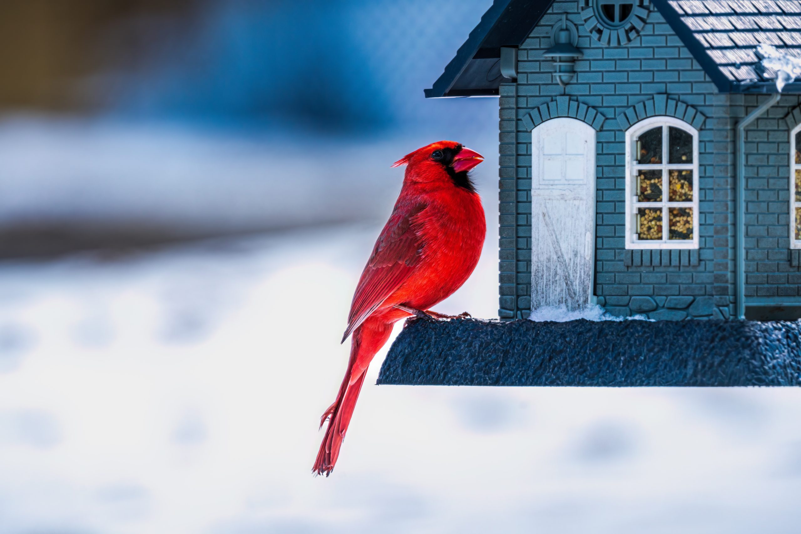How to Do Winter Birding Right