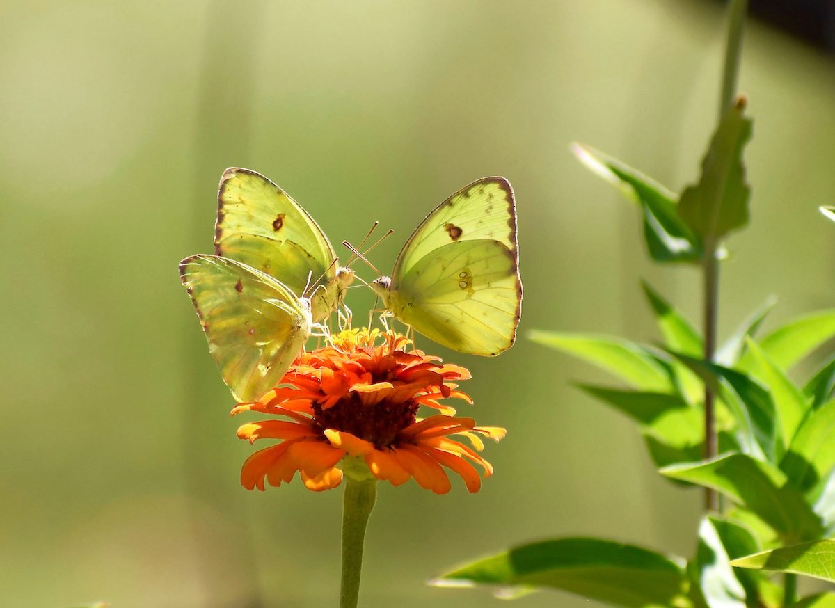 Meet the Bright, Buttery Cloudless Sulphur Butterfly