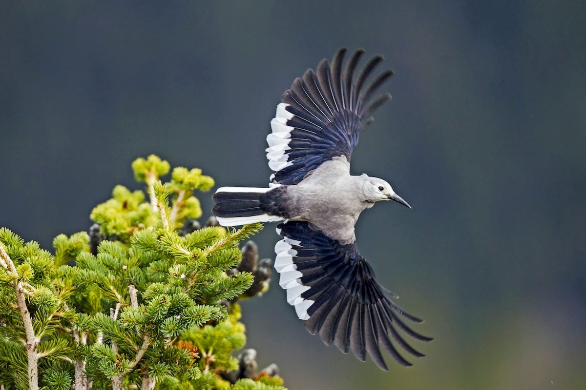 How to Attract and Identify a Clark's Nutcracker