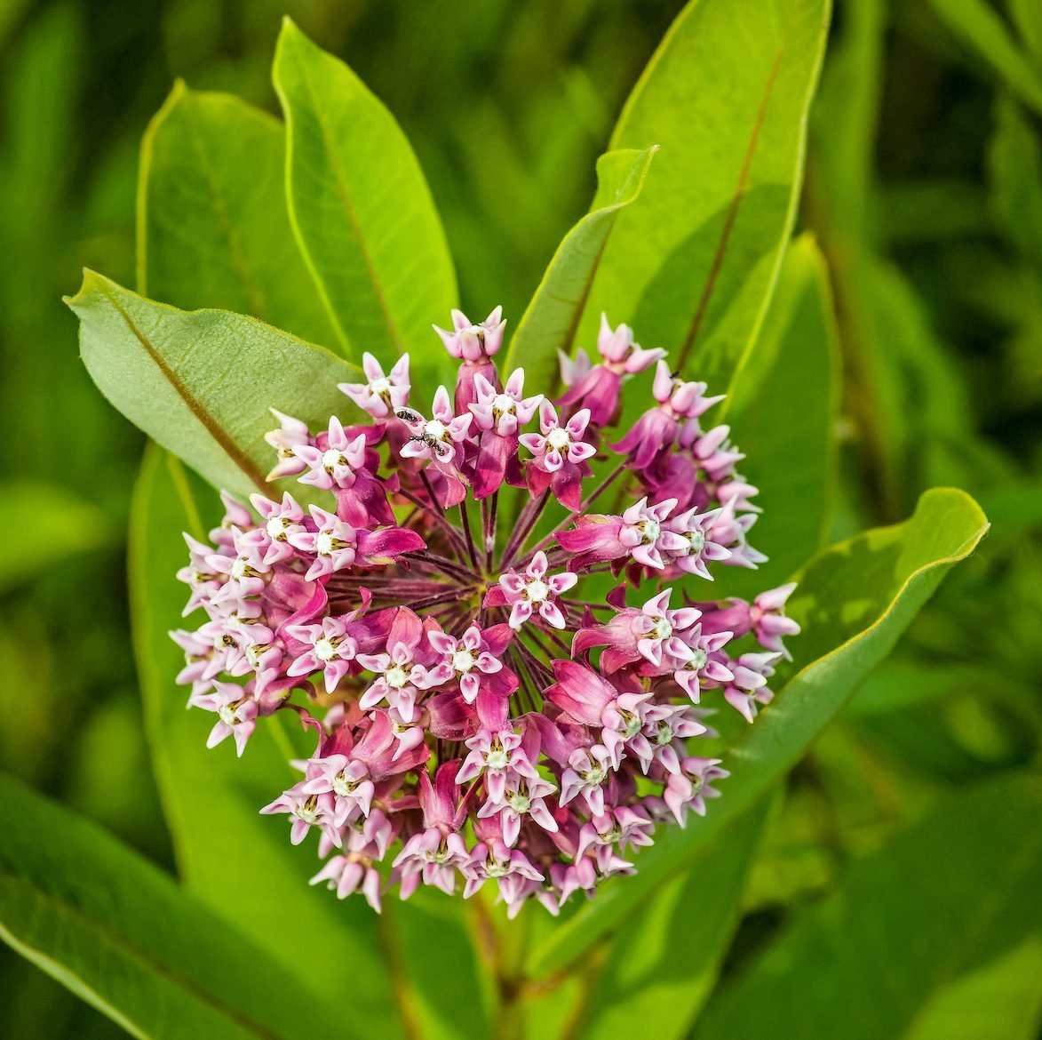 Top 10 Types of Milkweed to Support Monarch Butterflies