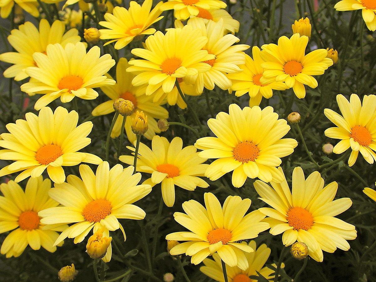Top 10 Dazzling Types of Daisies You Should Grow
