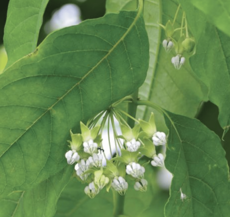 How to Grow Poke Milkweed for Pollinators