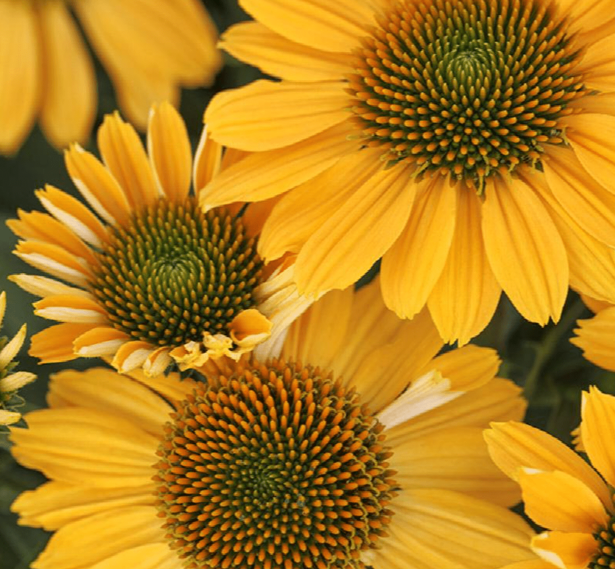 Dwarf Coneflower Varieties for Small Spaces