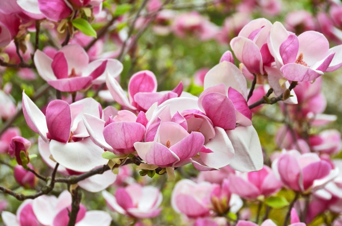 Top 10 Small Flowering Trees for Your Yard